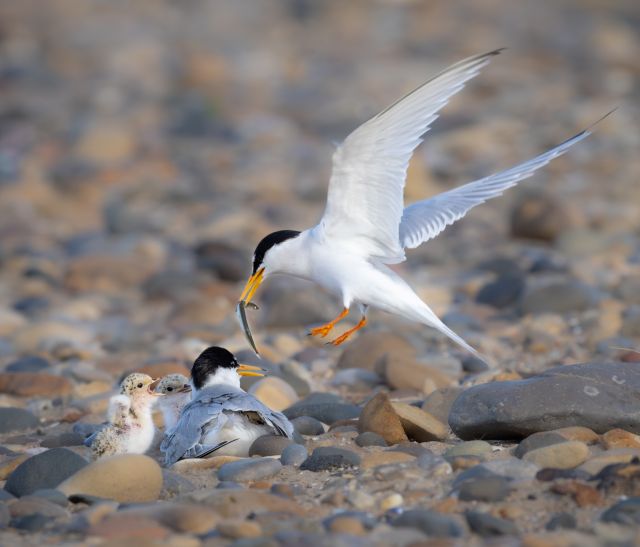 A little tern returning to feed chicks. Image credit: Steve Lindsey