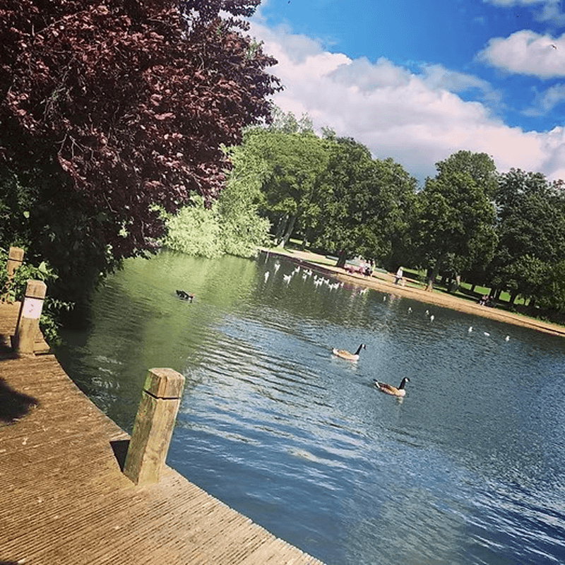 A peaceful park with a lake, a wooden dock in the foreground, two ducks swimming, lush trees, a blue sky with clouds, and people relaxing and walking near the far shore.